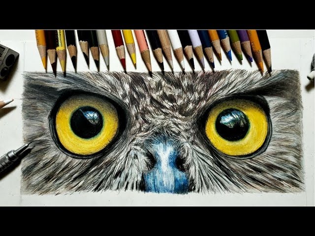 色鉛筆でフクロウを描いてみた Realistic colored pencil drawing of