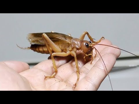 My pet lioness has grown into an adult, SiaFerox - YouTube