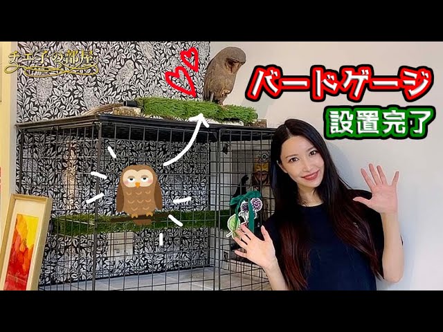 81 [Easy DIY Birdcage②] I set up an owl birdcage🦉 - YouTube