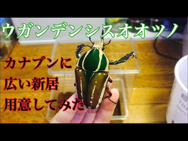 カブトムシ、クワガタムシ】ウガンデンシスオオツノカナブンに新居用意