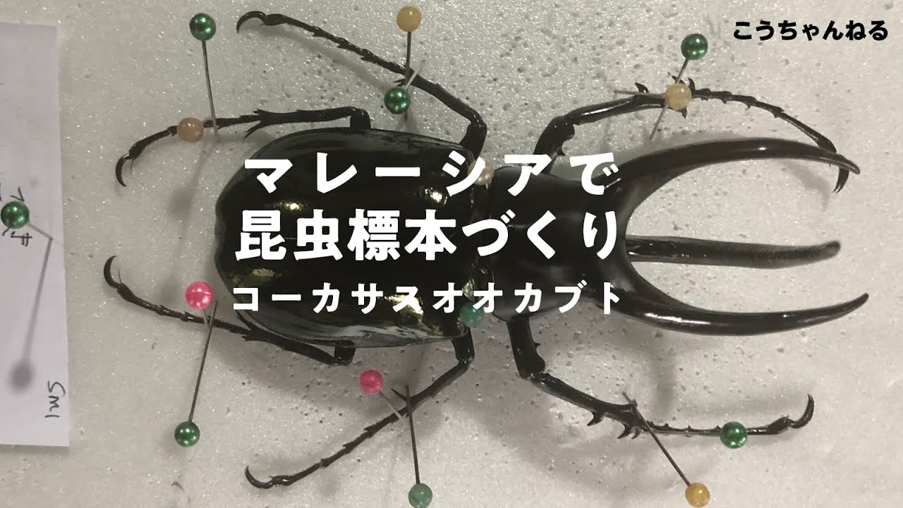 マレーシアで昆虫標本作りを体験（展足） (make a specimen of an