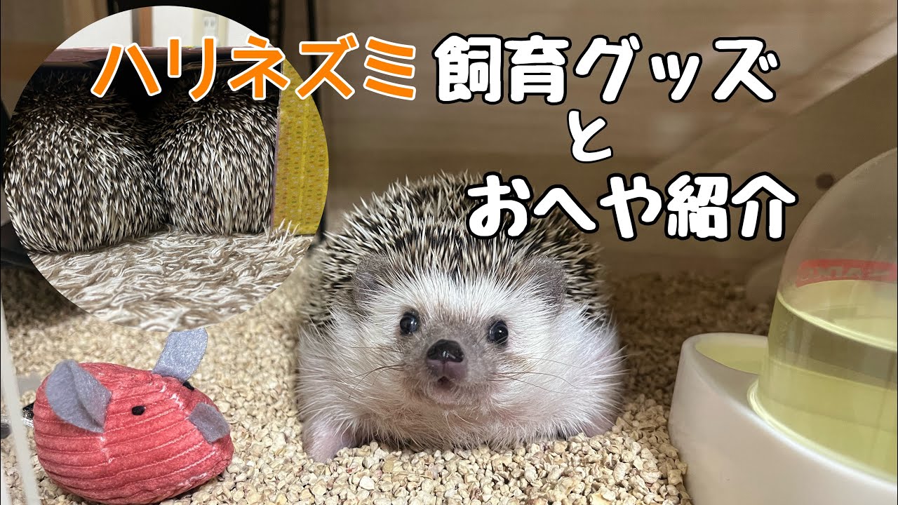 ハリネズミのケージはどれが良い？飼育グッズとお部屋紹介 Hedgehog