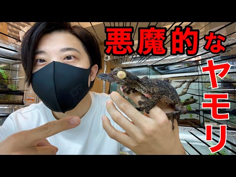 I've started raising a giant, devilish gecko, so I'd like to