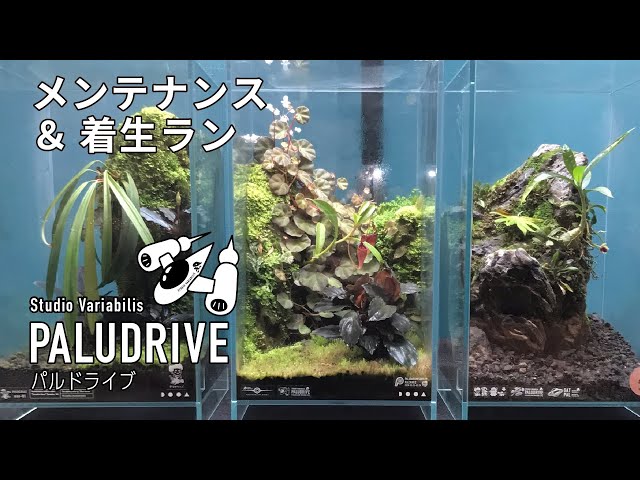 ADA 湿度計 廃盤 水草 熱帯植物 パルダリウム 部屋管理 ADA 湿度計