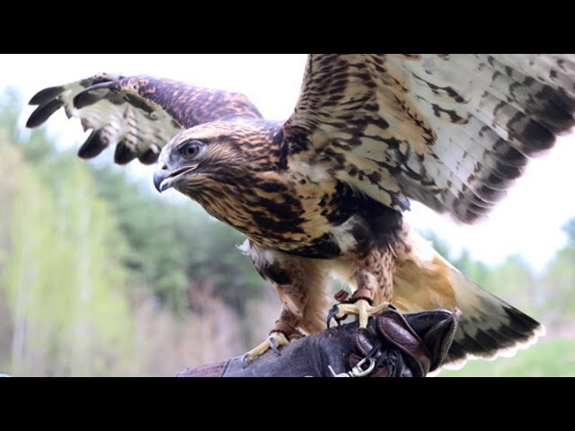 Raptor Training - YouTube