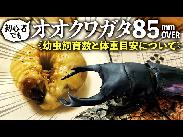オオクワガタで85mmオーバーを出す方法＜幼虫飼育数と体重目安について