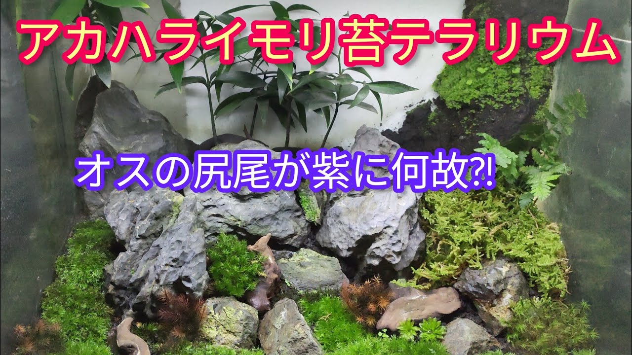 アカハライモリ苔テラリウム】青華石レイアウト水槽 - YouTube