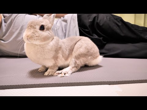 なんの変哲のないうさぎ 世にも不思議なウサギさん | P's KOBO 日記