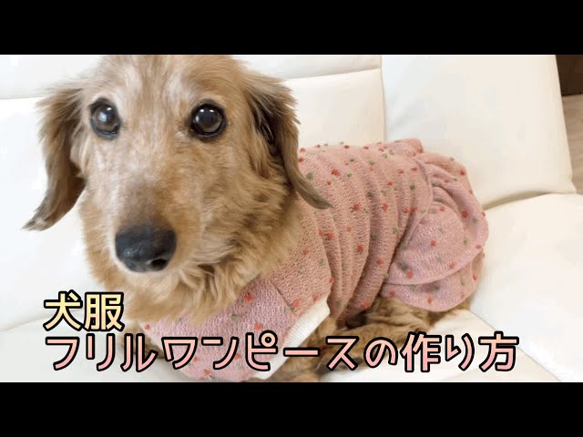 犬服フリルワンピース 犬服ハンドメイド - YouTube