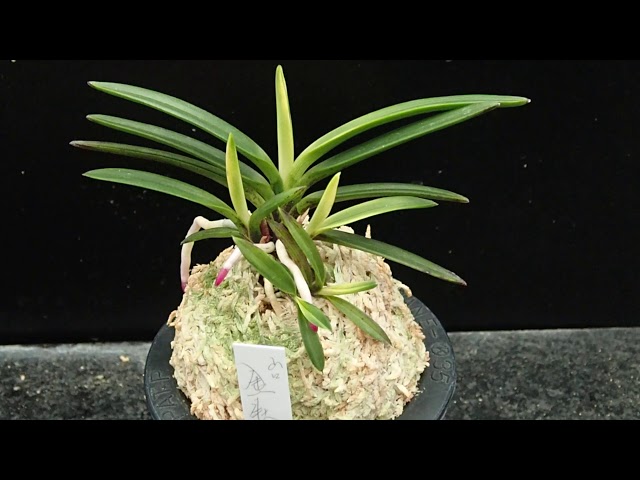 富貴蘭 金牡丹・山口 2020年7月3日 - YouTube