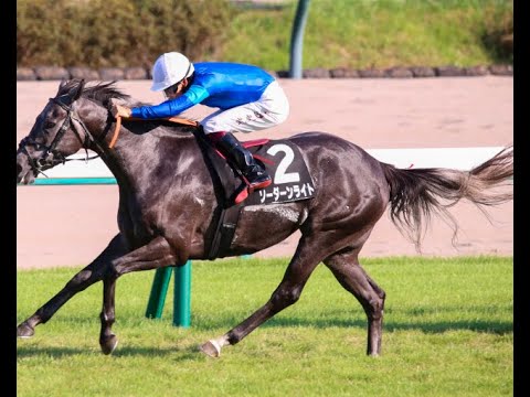 競馬 勝負服 トウショウボーイ トウショウボーイ (Tosho Boy) | 競走馬