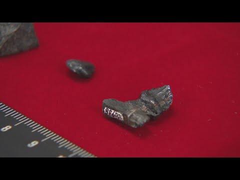 長崎市で恐竜「鎧竜」の歯の化石発見 同時代に複数種いたことを示す