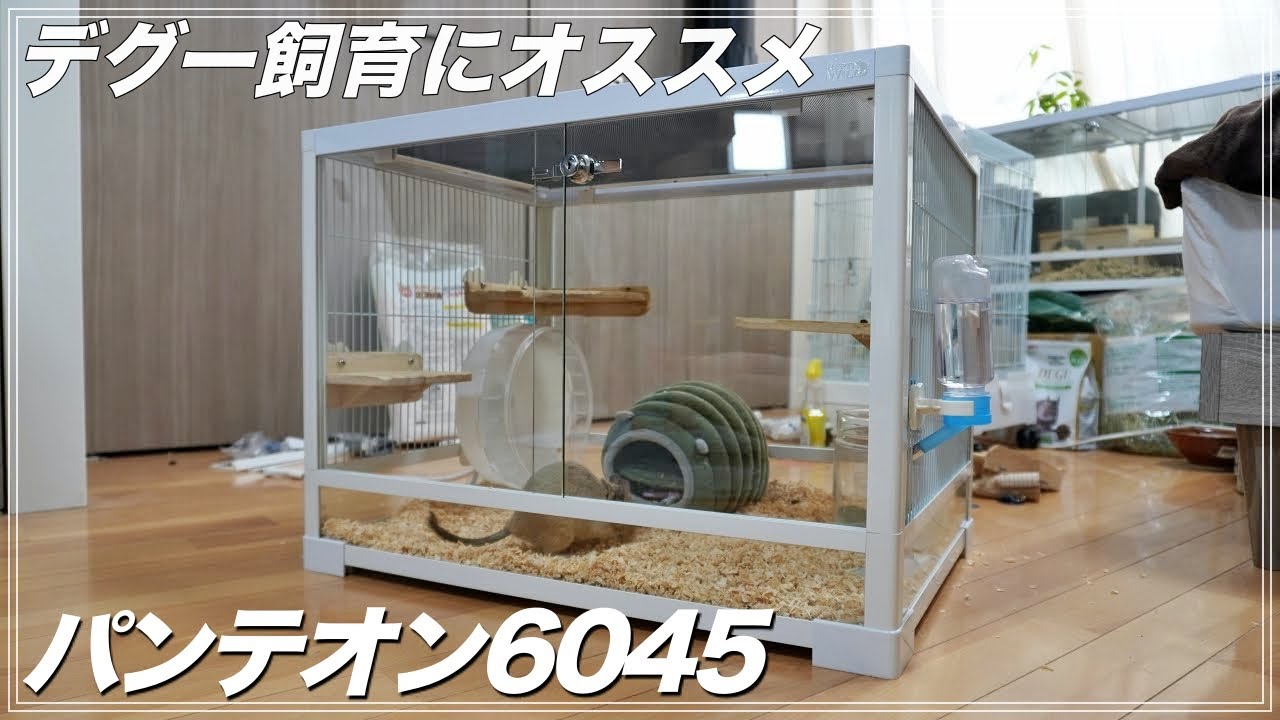 パンテオン6045 Degu] Introducing the Pantheon 6045! Explanations