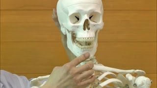 スタン・標準型骨格モデル，直立型スタンド仕様 | 日本スリービー