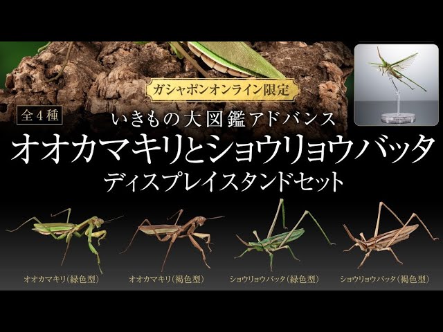 Giant Mantis and Short-horned Grasshopper Display Stand Set