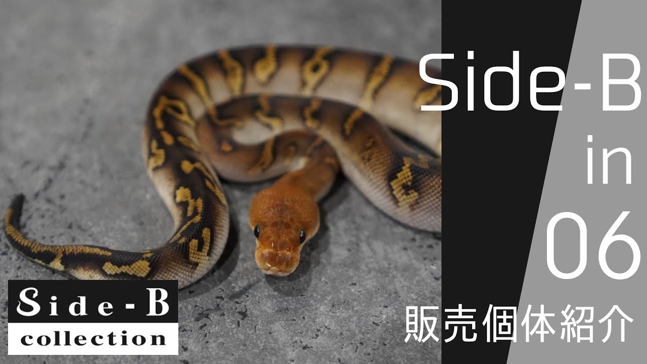 Side-B in 06 販売個体紹介 【ボールパイソン】【Side-B Collection