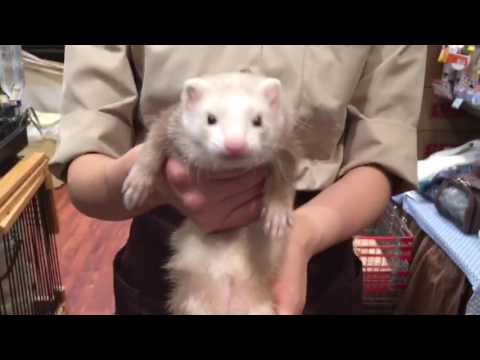 フェレット 抱っこ 眠い ferret - YouTube