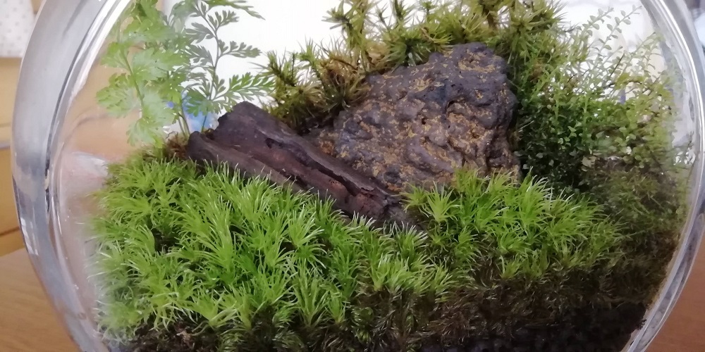 山苔（ホソバオキナゴケ）アクアテラリウム水槽に使う