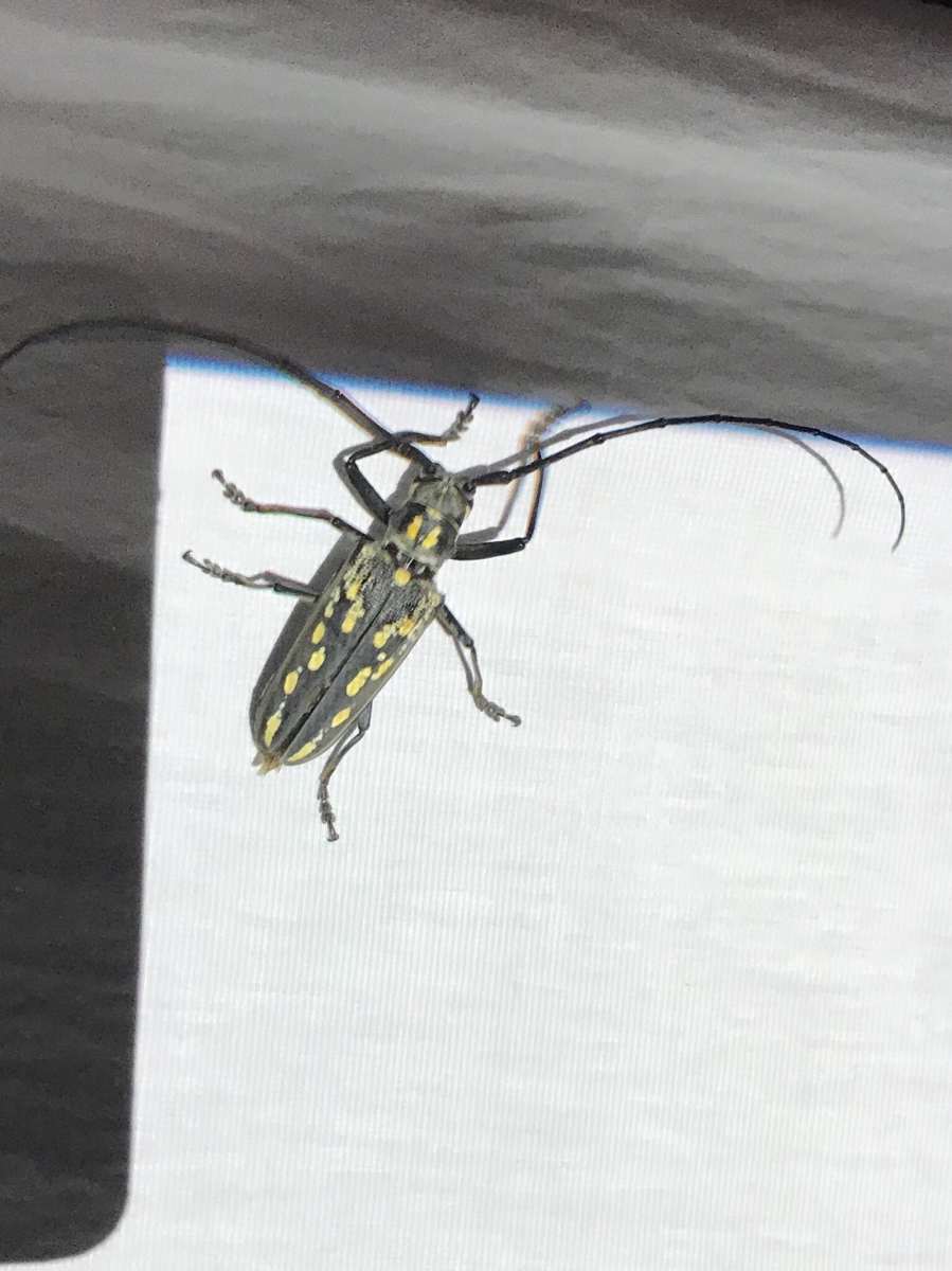 ソロモン産 ラモンドシロスジカミキリ ソロモン産 ラモンドシロスジ