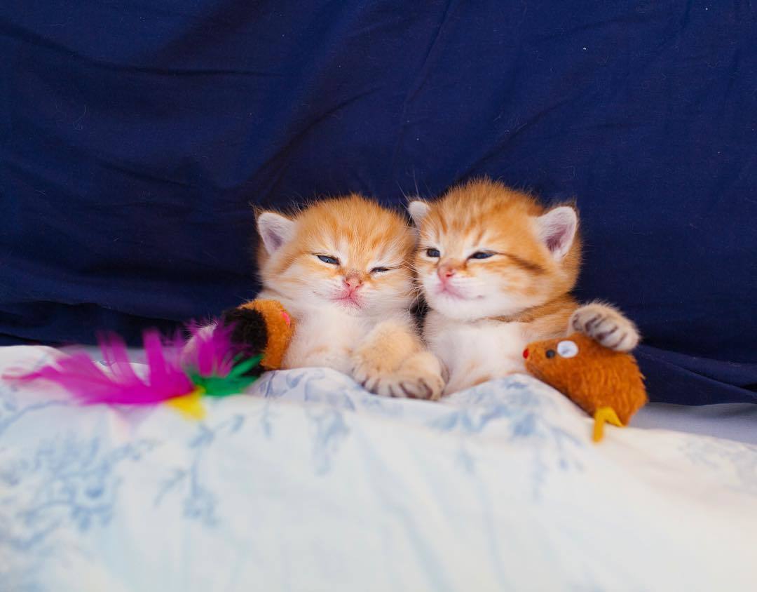 まるで天使♡】どんな時も離れない、なかよし双子の子猫ちゃんの可愛さ