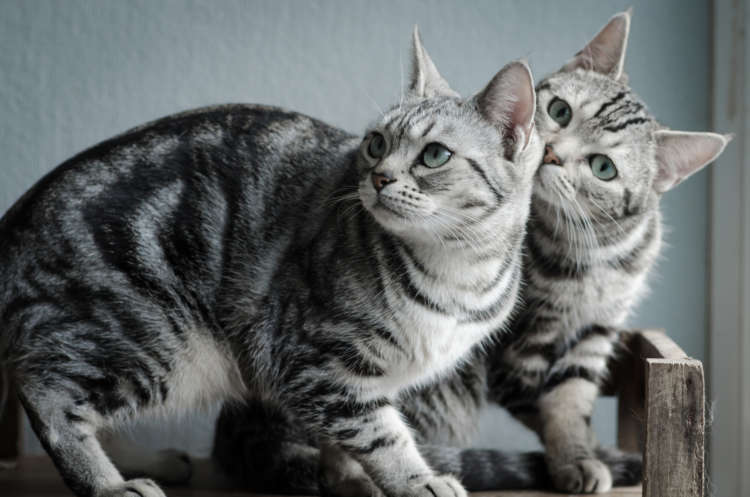 アメリカンショートヘアってどんな猫？ 歴史やカラダの特徴について