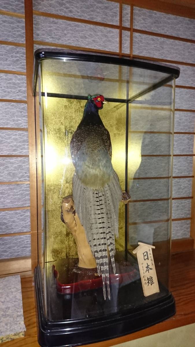 キジ剥製(西岡剥製工房) キジ剥製(西岡剥製工房) いろんなものを作って