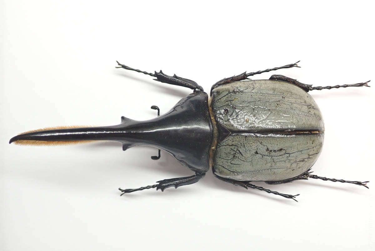 ヘラクレス・ヘラクレス ブルー標本 ヘラクレスオオカブト ブルー 標本