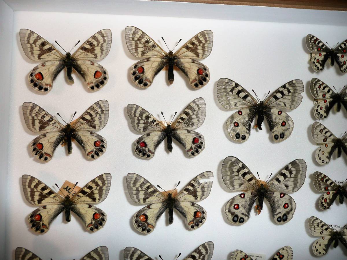 蝶 標本 ミカドウスバシロチョウ Parnassius imperator 売れ筋