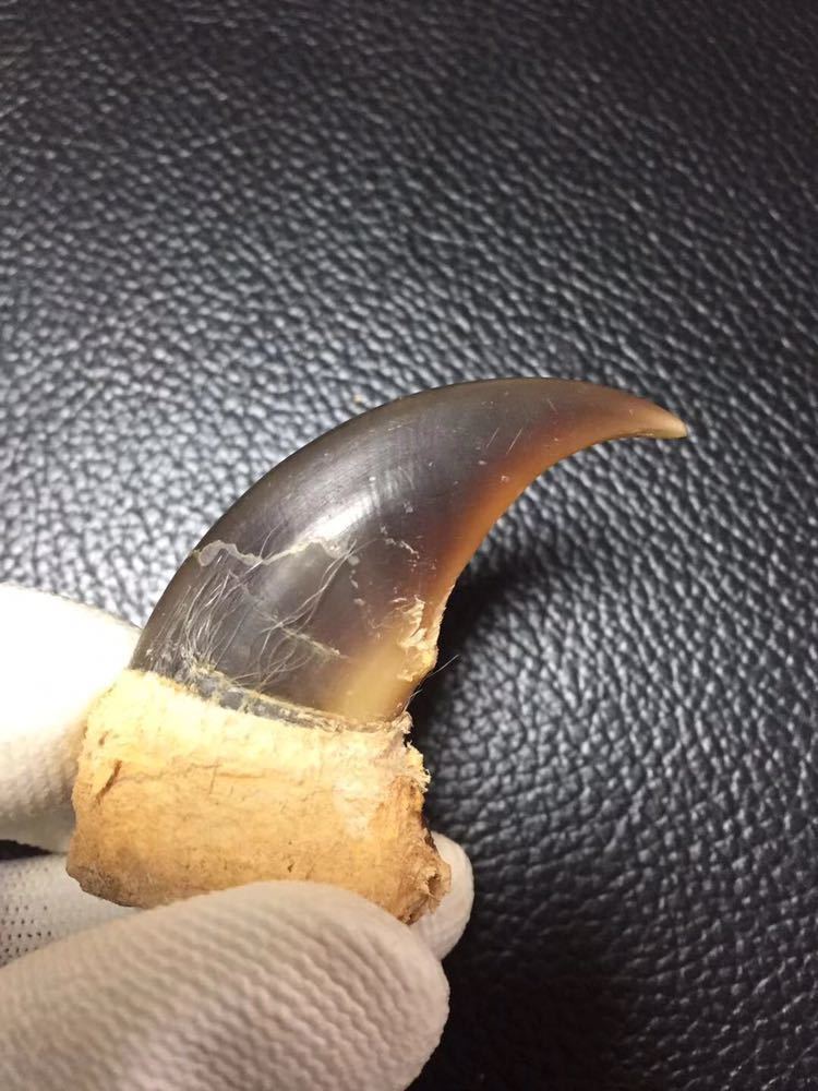 シロクマ 爪 ホッキョクグマ 熊の爪 ベアクロー 剥製