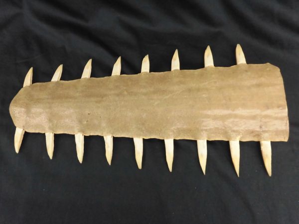 ノコギリエイ 吻 サメ 長さ60㎝ 歯 ギザギザ ノコギリ ソー 剥製 標本