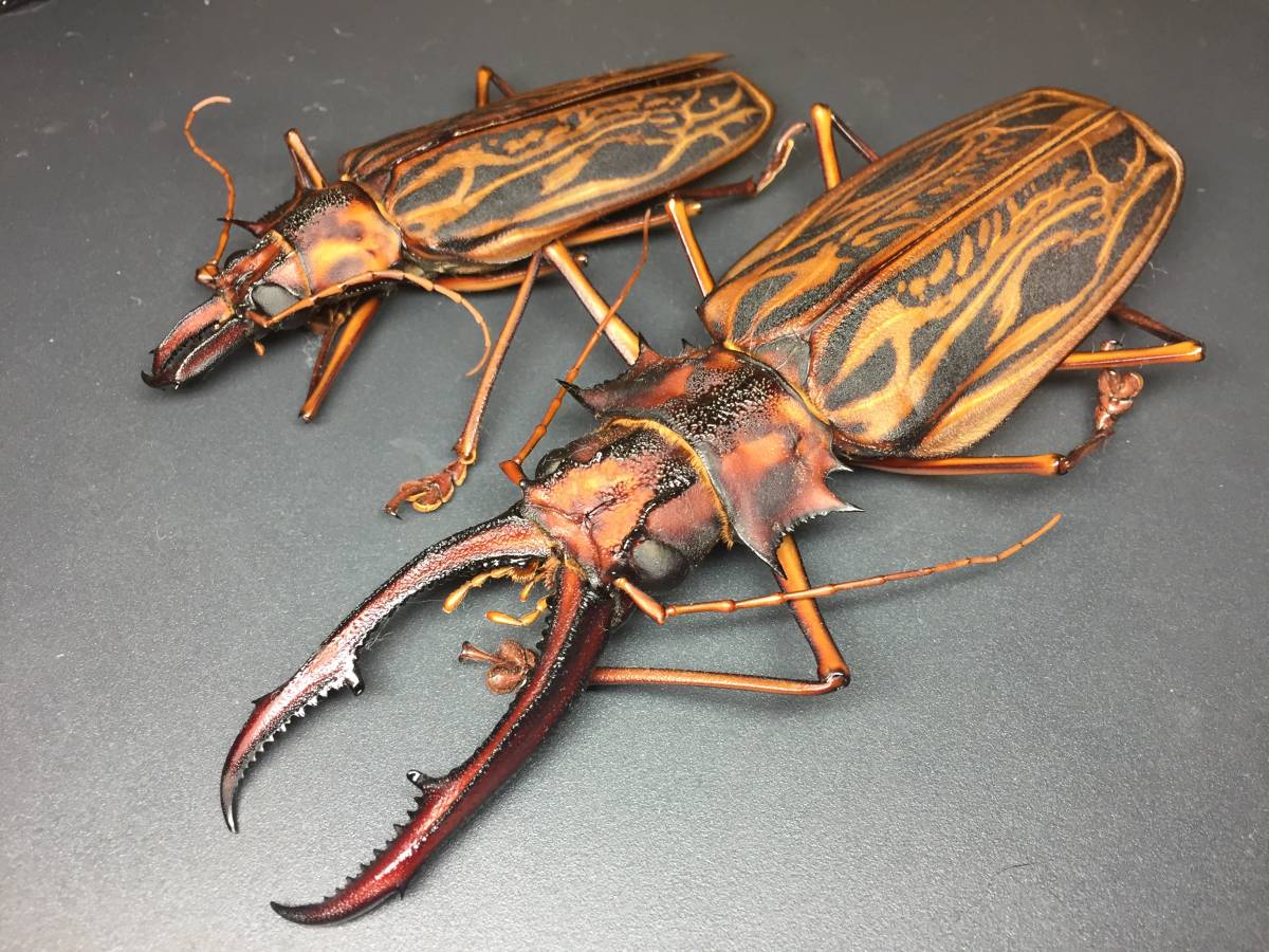 タイタンオオウスバカミキリ 標本 タイタンオオウスバカミキリ 標本