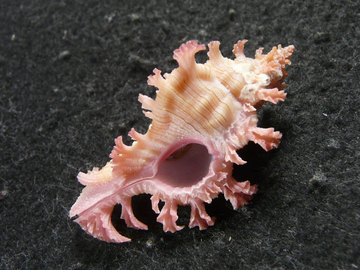 貝殻標本 クレナイガンセキボラ 美しい貝殻標本◇クレナイガンゼキボラ