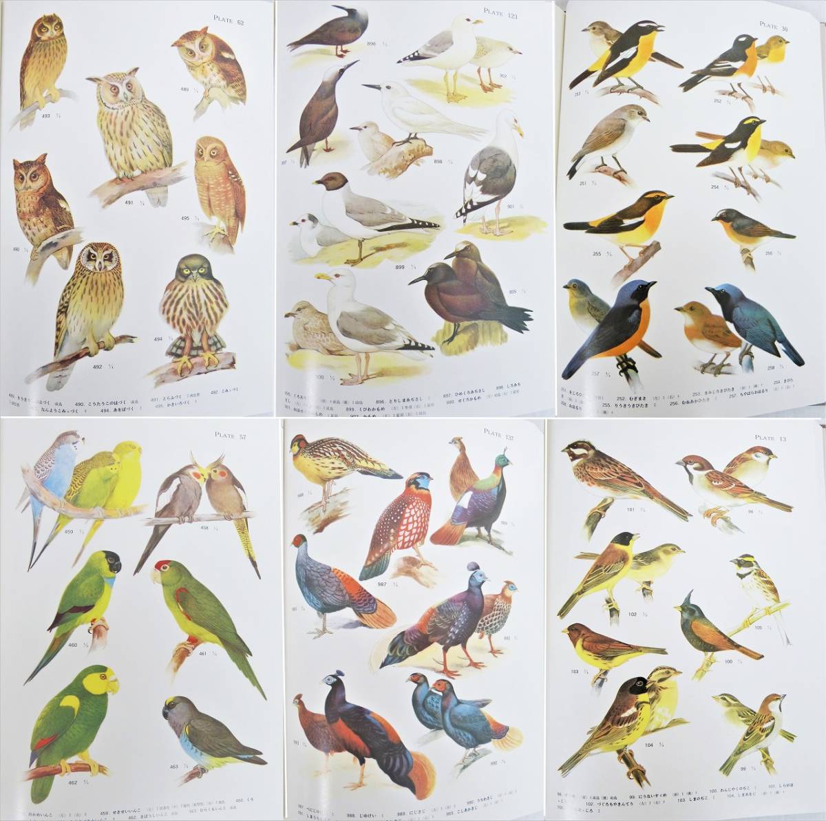 日本の鳥類図鑑の金字塔、幻の図鑑／鳥類原色大図説(全3巻)／昭9・10