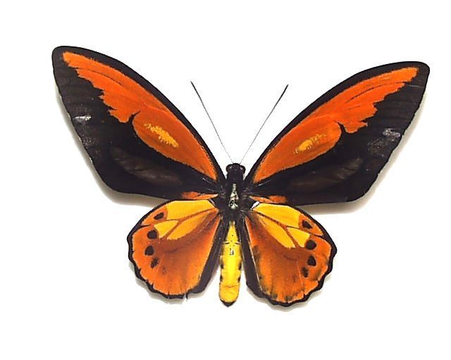 □外国産蝶標本 アオメガネトリバネアゲハ A～A-pair マライタ島 産