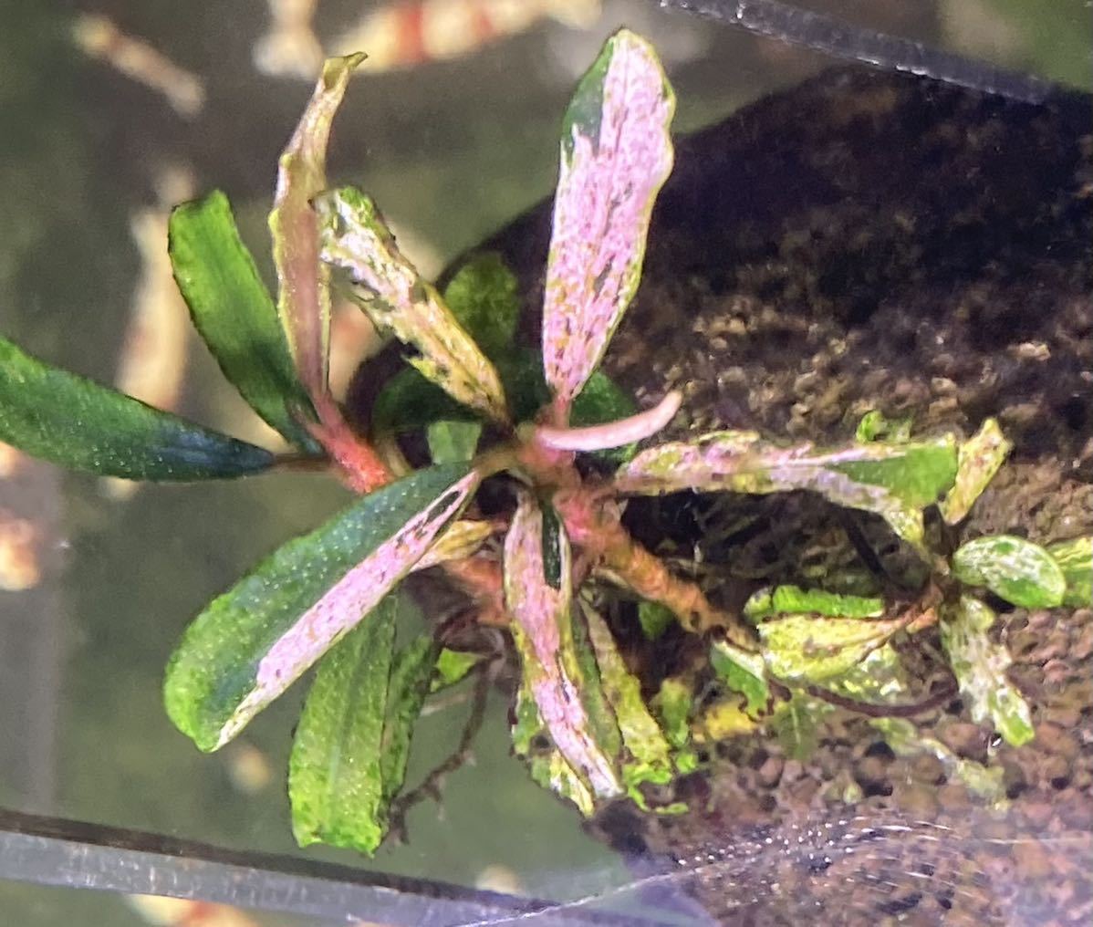 k*m様 ブセファランドラ sp ピンクバリエガータ[水上育成] k*m様