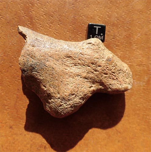 ルーマニア産 ホラアナグマの指骨化石