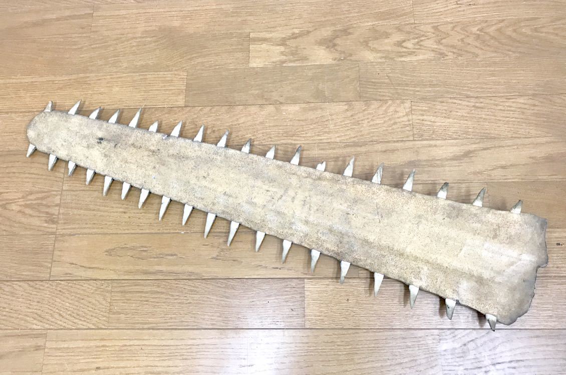 ノコギリ鮫 のこぎりエイ サメ 歯 標本 全長49㎝ 本物 鋸 剥製 吻