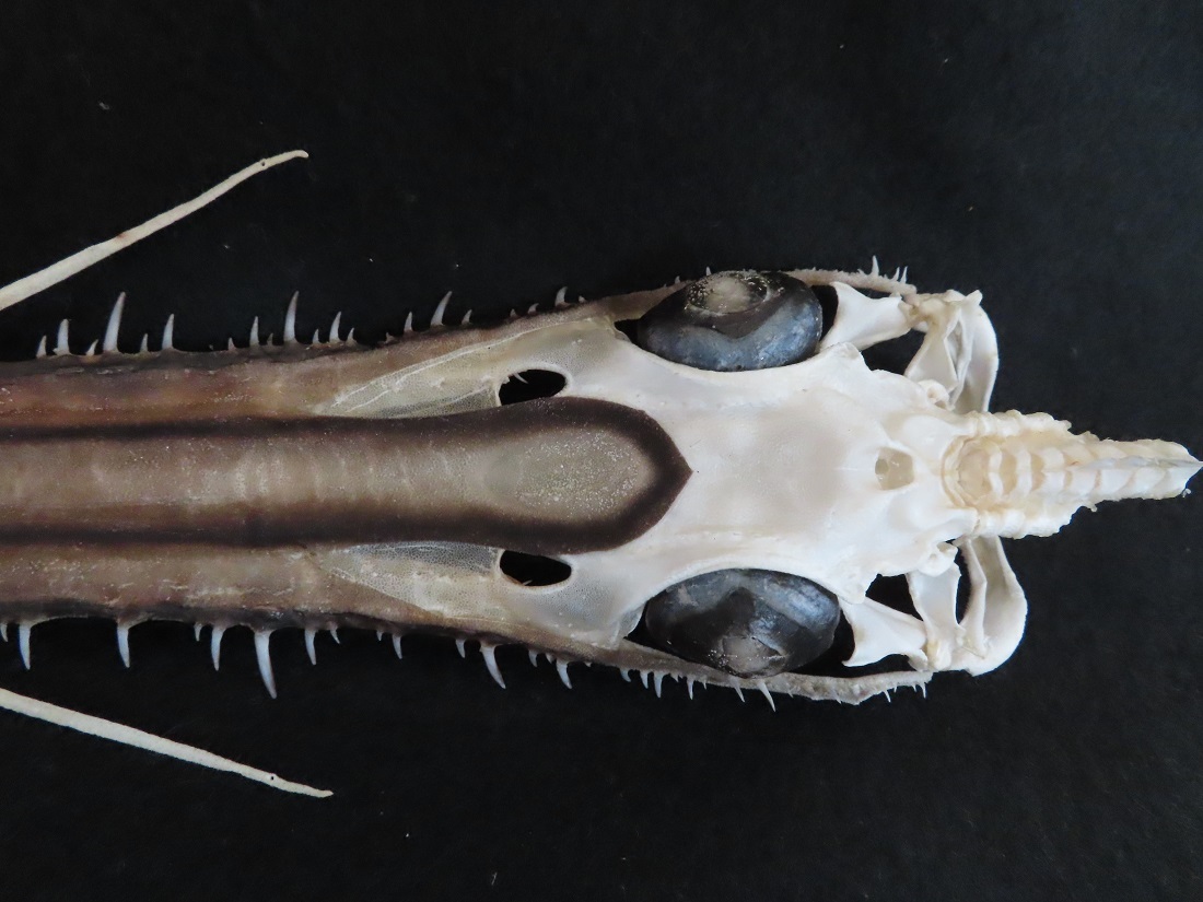 サメの顔：ノコギリザメ | ナショナル ジオグラフィック日本版サイト