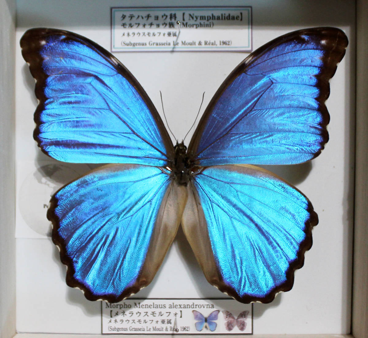 Morpho meneraus メネラウスモルフォ 標本 ケース付き 71yDou02oWL