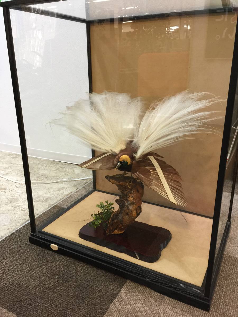 希少】極楽鳥（オオフウチョウ）剥製 縁起物 【公式通販】