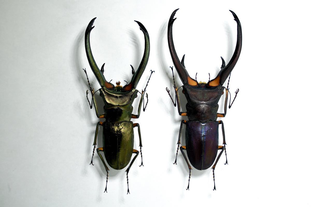 昆虫標本 大型エラフスホソアカ100mm 野外品 昆虫標本 大型エラフス