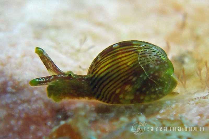 貝殻 Coluzea Juliae 貝殻 Coluzea Juliae