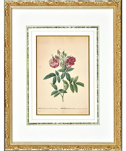 ☆【一点物】P．Jルドゥテー画 Rosa hudsoniana