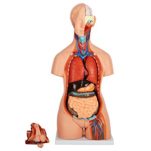 内蔵模型 人体模型85cm 男性 GX-201パーツ取り外し可 JK-2994Y : 株式