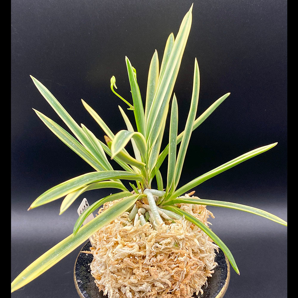 宝石のような観葉植物のお店 【Jewelry Plant】 父の日 富貴蘭 風蘭 蘭