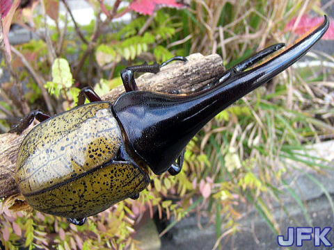 ヘラクレスオオカブト ブルー 標本 野外品 激レア！野外品！】WD 待ち