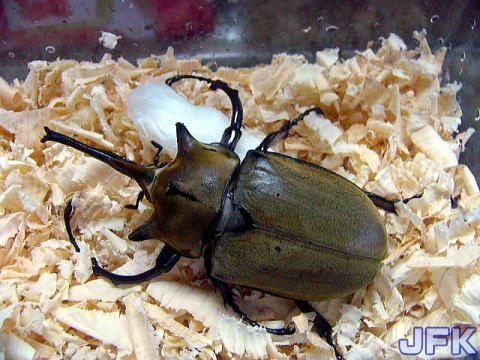 クワガタとカブト観察日記 ドルクスショップJFK