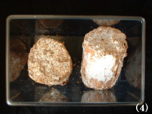 クワガタの産卵に有効な【菌糸カワラ材】販売 送料格安