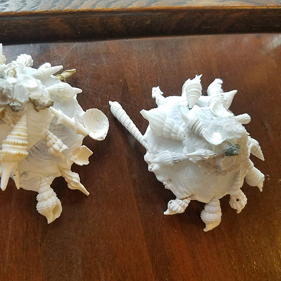 クマサカガイ – きらら舎