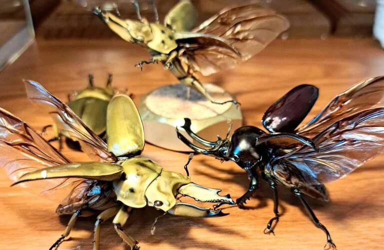 珍品！ 冬虫夏草 セミ 昆虫標本 漢方 鉱物 隕石 呪物 根付 出土 人体